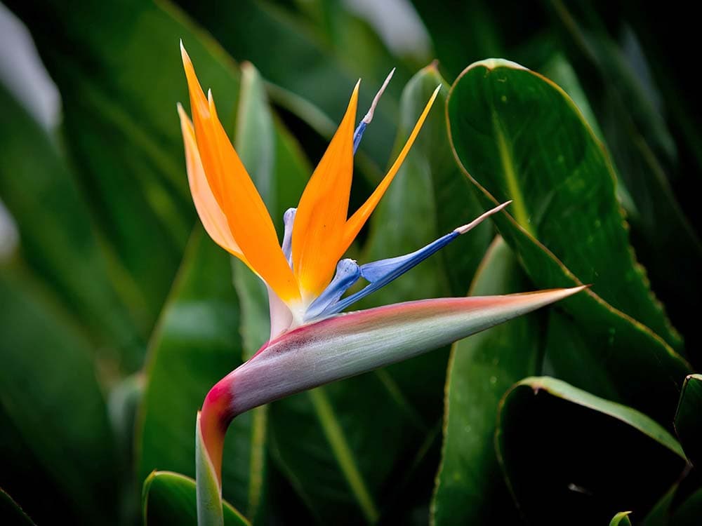 Bird of paradise