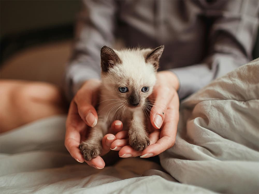 kitten being fostered