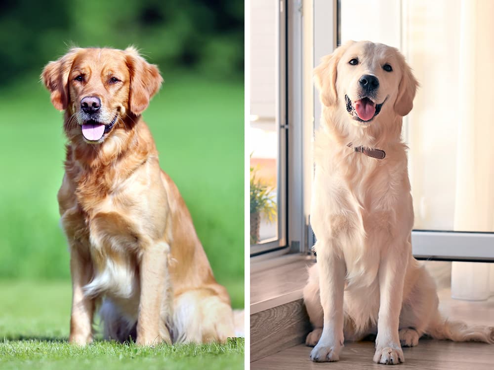 Field Golden vs. Show Golden: What’s the Difference?