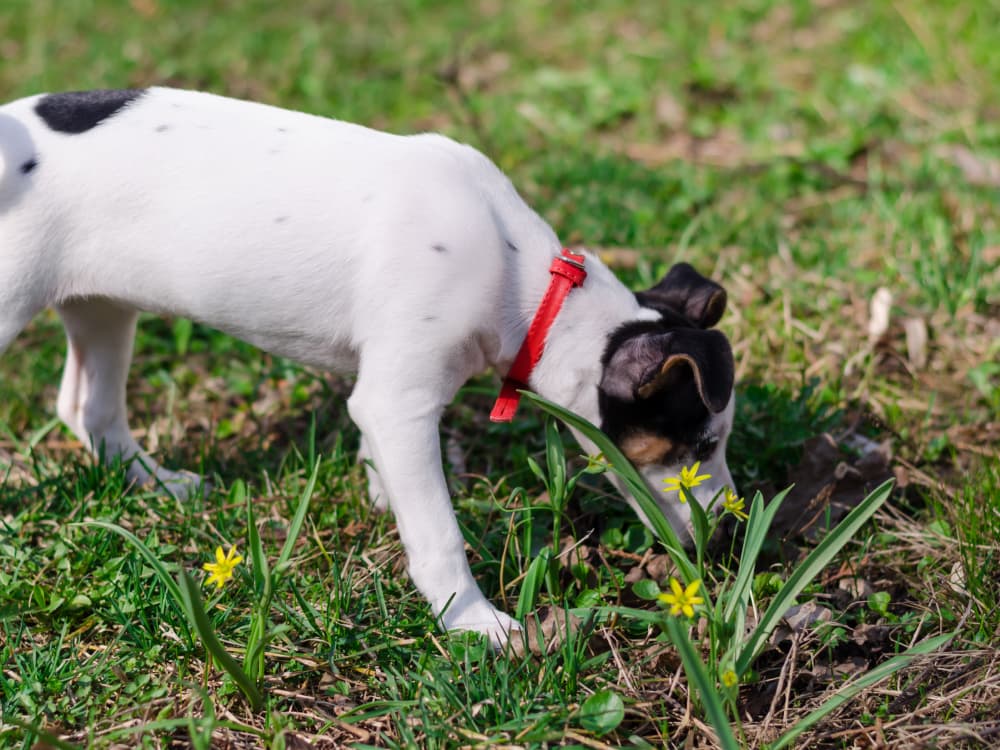 On Your Next Walk, Let Your Pup Follow Their Nose