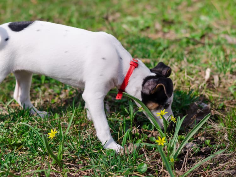 On Your Next Walk, Let Your Pup Follow Their Nose
