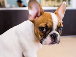 10 Things to Ask at Your First Vet Visit