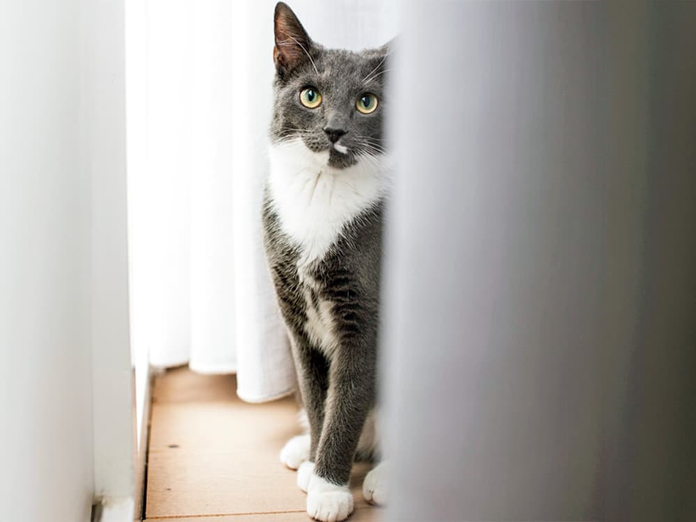 deep gray and white kitty in curtains