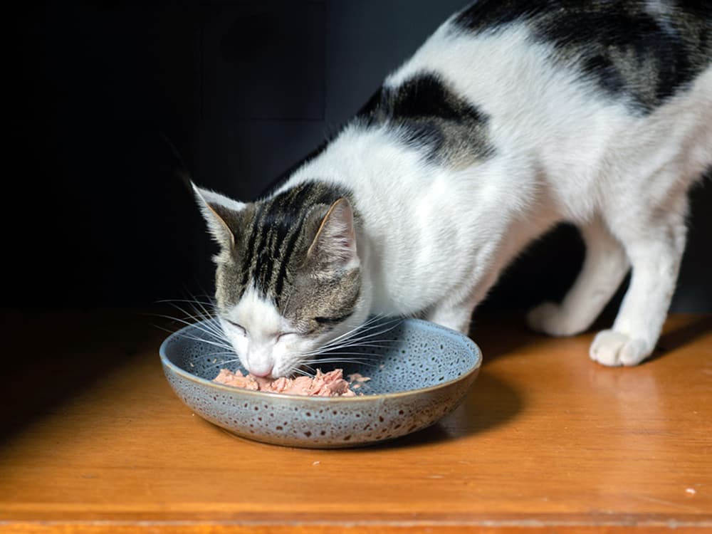 Here’s How Much Wet Food You Should Feed Your Cat