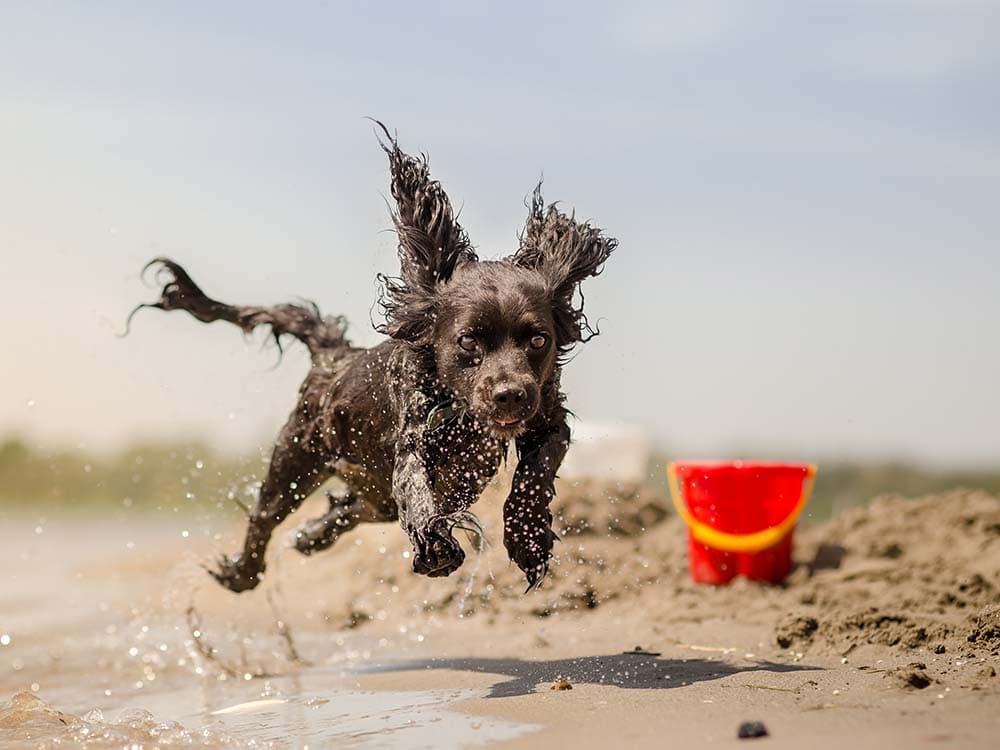 10 Dog-Friendly Vacation Spots in New England