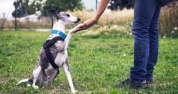 Can An Aggressive Dog Be Rehabilitated?