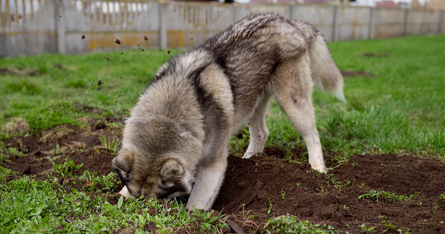 Let Your Dog Dig—They’ll Thank You For It