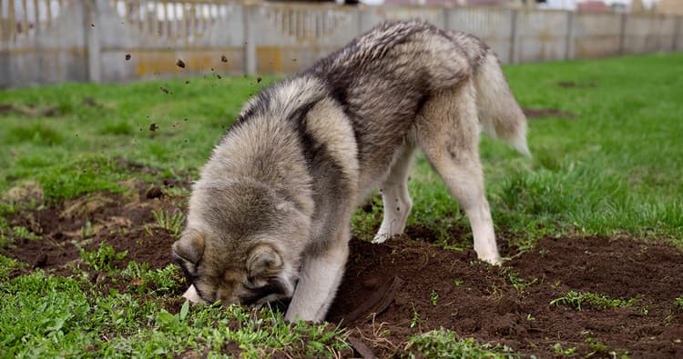 Let Your Dog Dig—They’ll Thank You For It