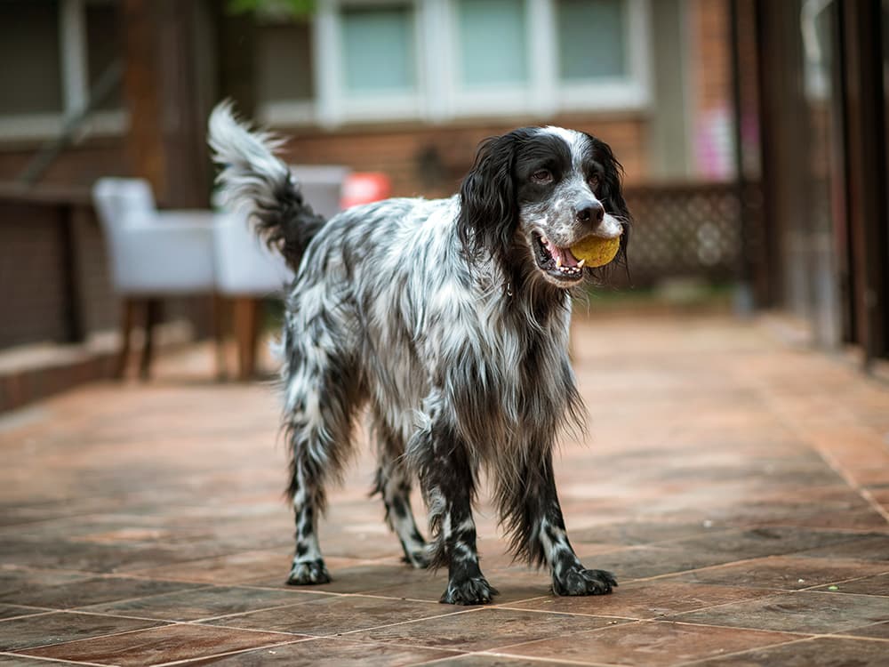 dog with ball