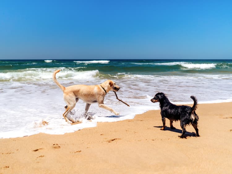 Summer Is Heating Up. Here Are 6 Ways to Keep Your Dog From Doing the Same