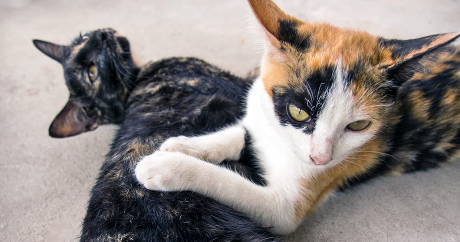 What’s The Difference Between Calico and Tortie Cats?