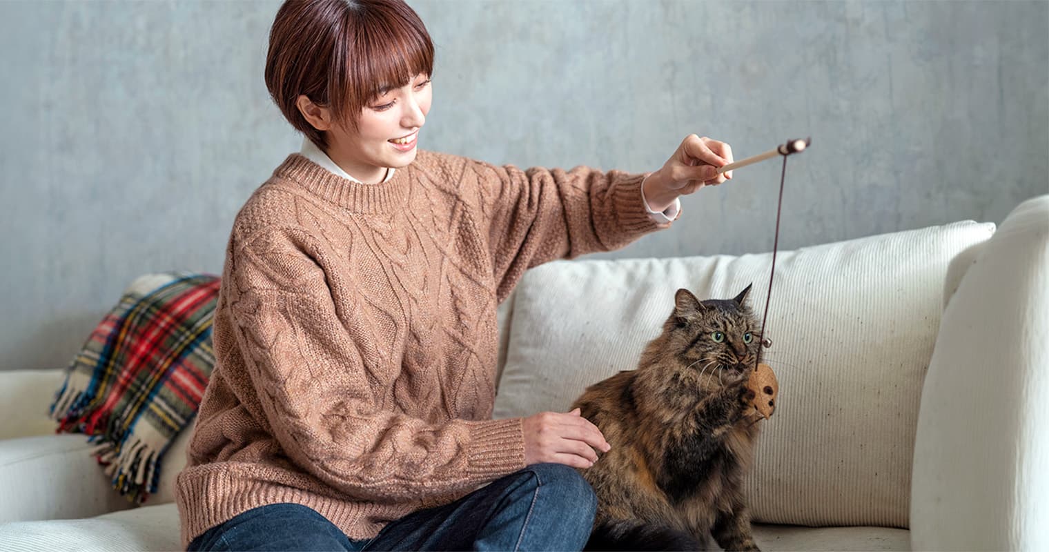 The New Cat Shopping List You Actually Need
