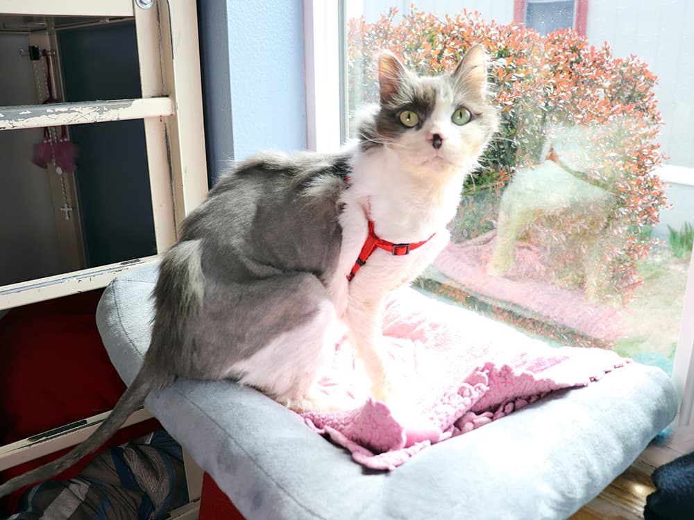 cat in foster care