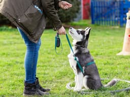 How to Find a Qualified Trainer for Your New Dog