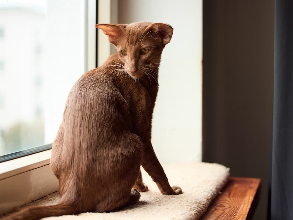 oriental shorthair