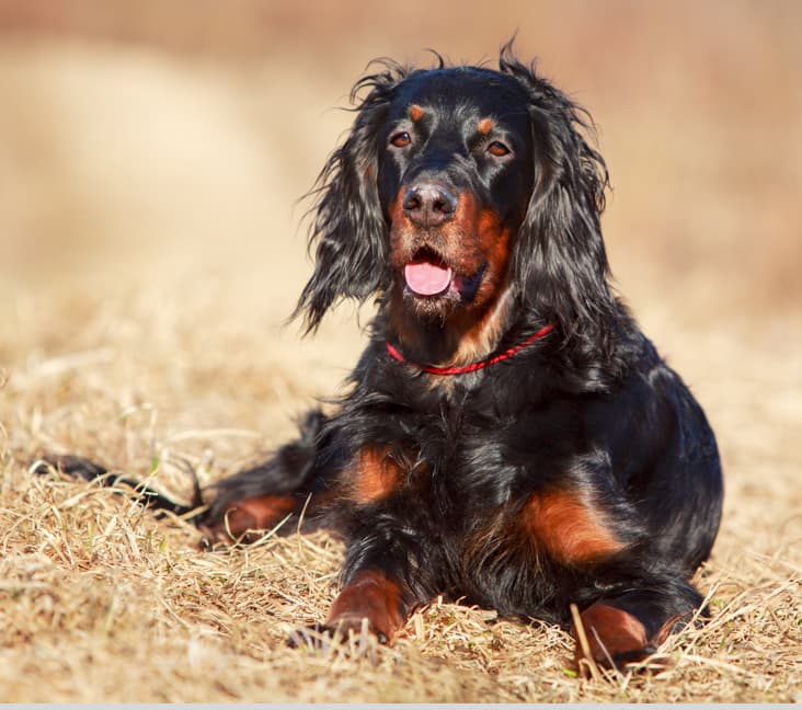 A purebred Gordon Setter dog laying down outside.