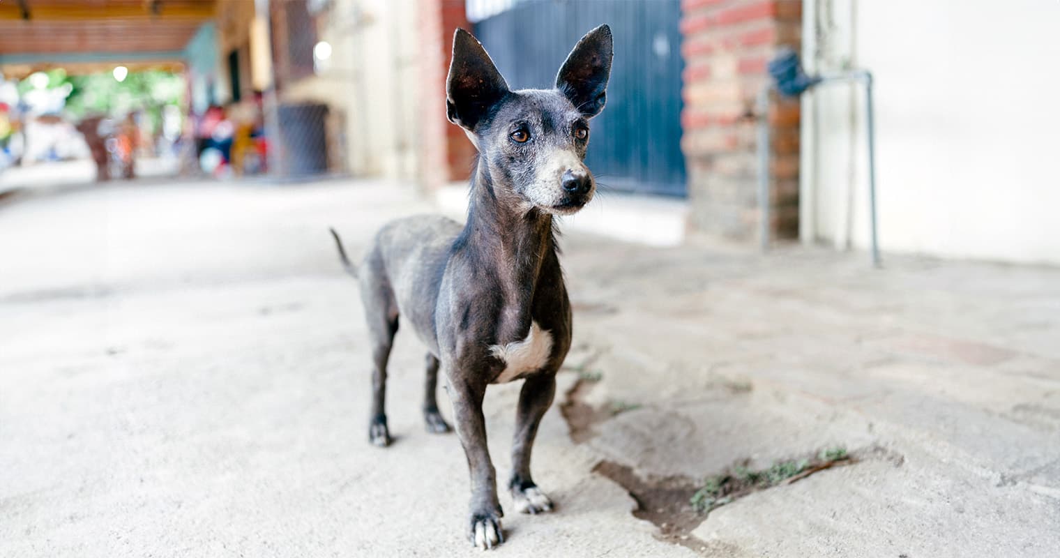 So You Want to Adopt a Mexican Street Dog?