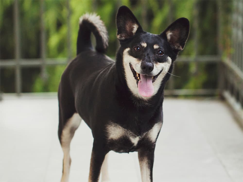 mutt on balcony