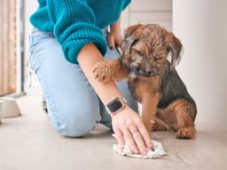 How to Get Rid of Dog Pee Smell in Carpet, Couches, Beds and Outside