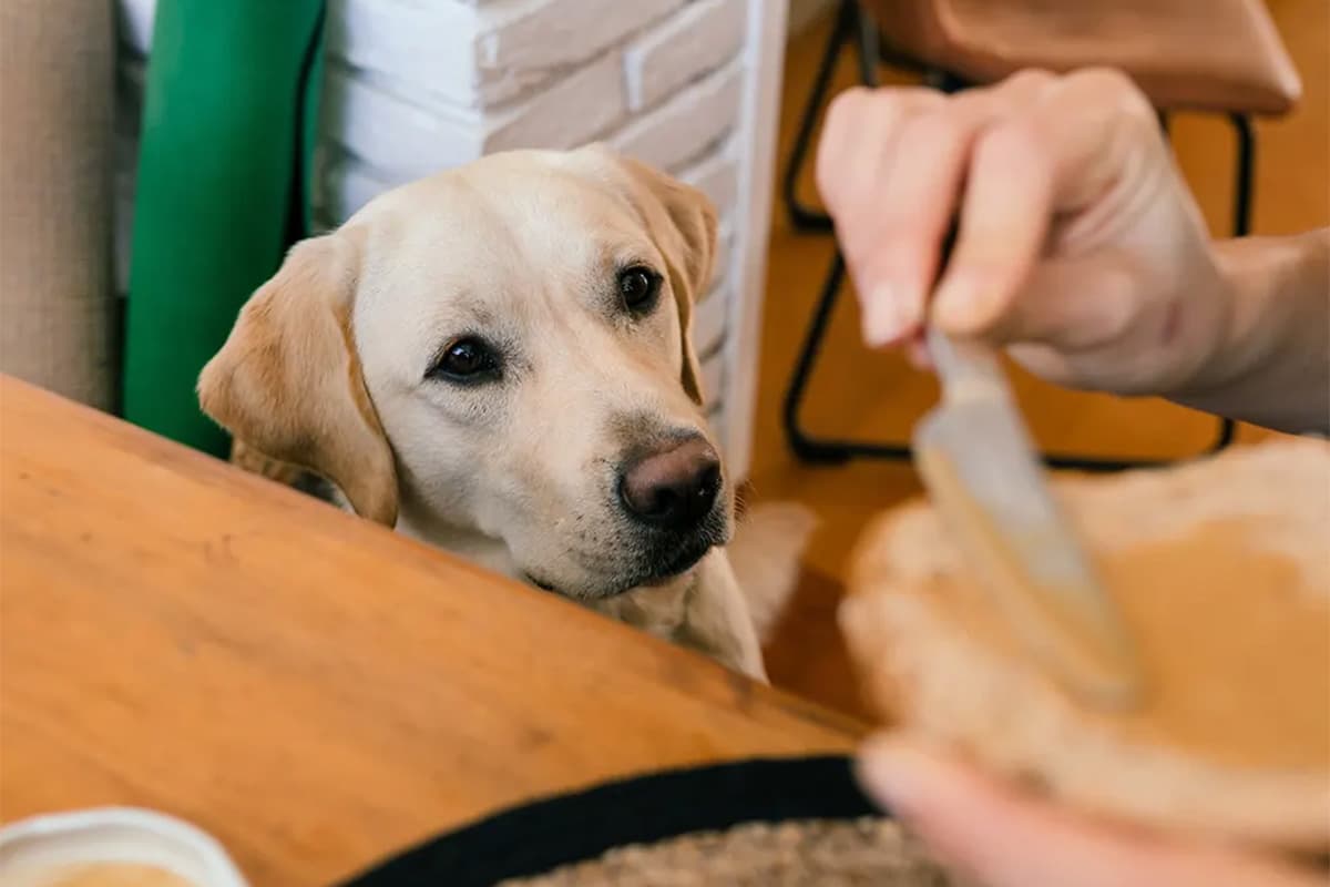 Dog looking at person making food at the dining table