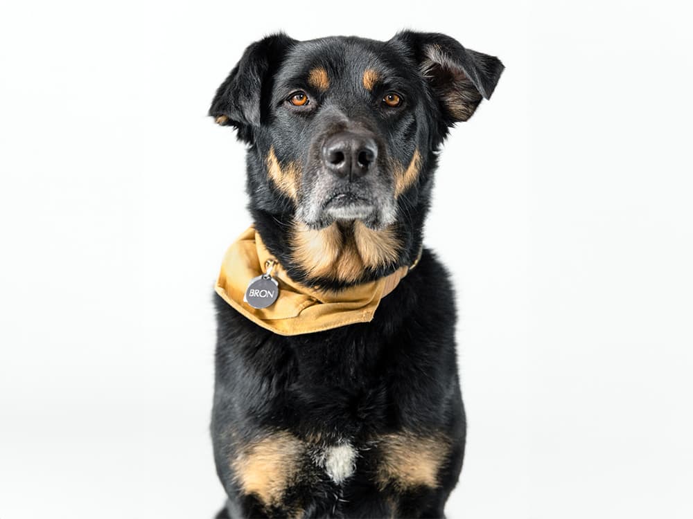 German shepherd rottweiler mix with bandana