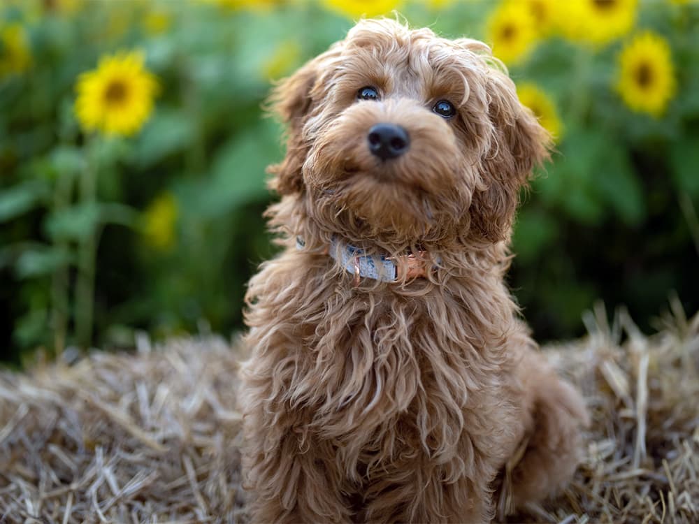 cockapoo in sunflowers