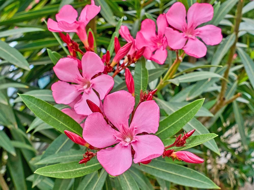 Oleander