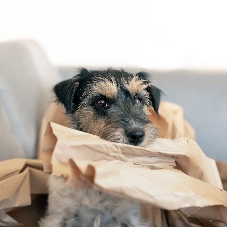 Why Your Dog Is Obsessed With Ripping Paper