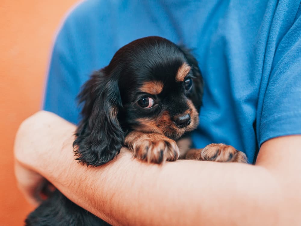 Baby Face: The Allure of Cute Dogs