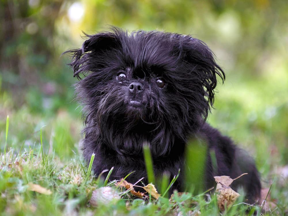 Black shaggy affenpincher dog sitting outside.