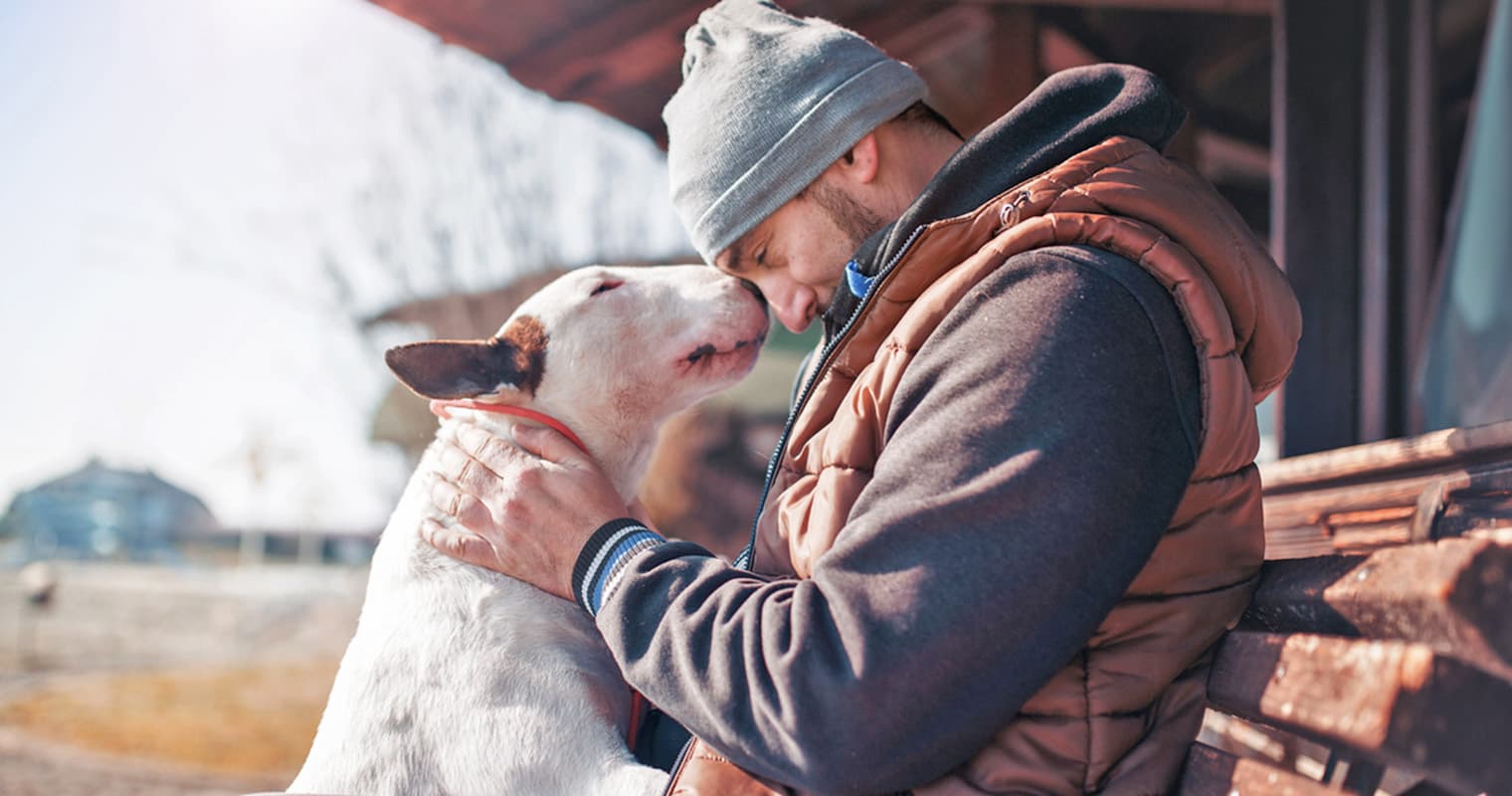 How Much Does It Cost to Surrender a Bull Terrier?