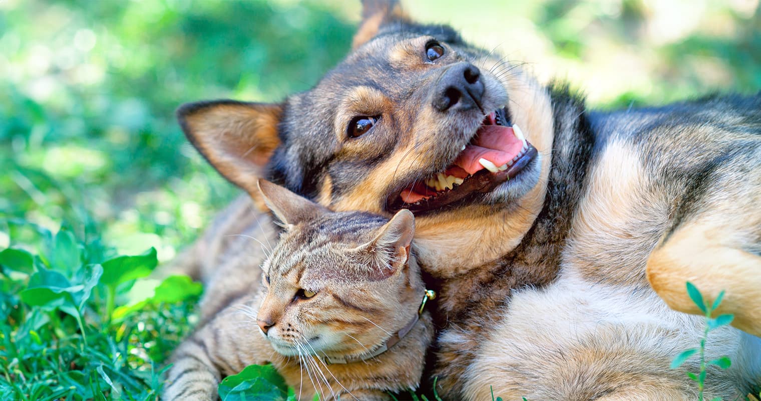 Cat-Friendly Dogs: Perfect Pals for Feline Households