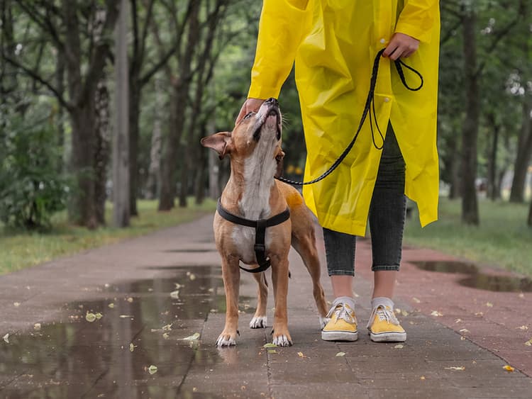 The 3 Types of Dogs on Walks