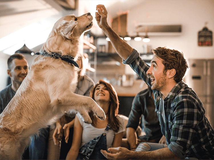 Training Your Dog to Do Tricks Gives You More Than Bragging Rights
