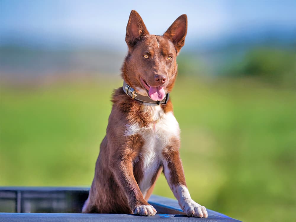 australian shepherd catahoula mix standing in truck