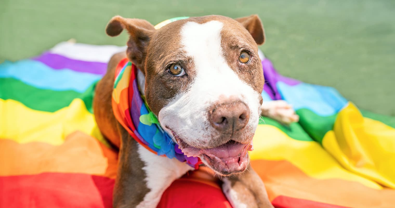The 10 Best Pet Charities to Support in 2025