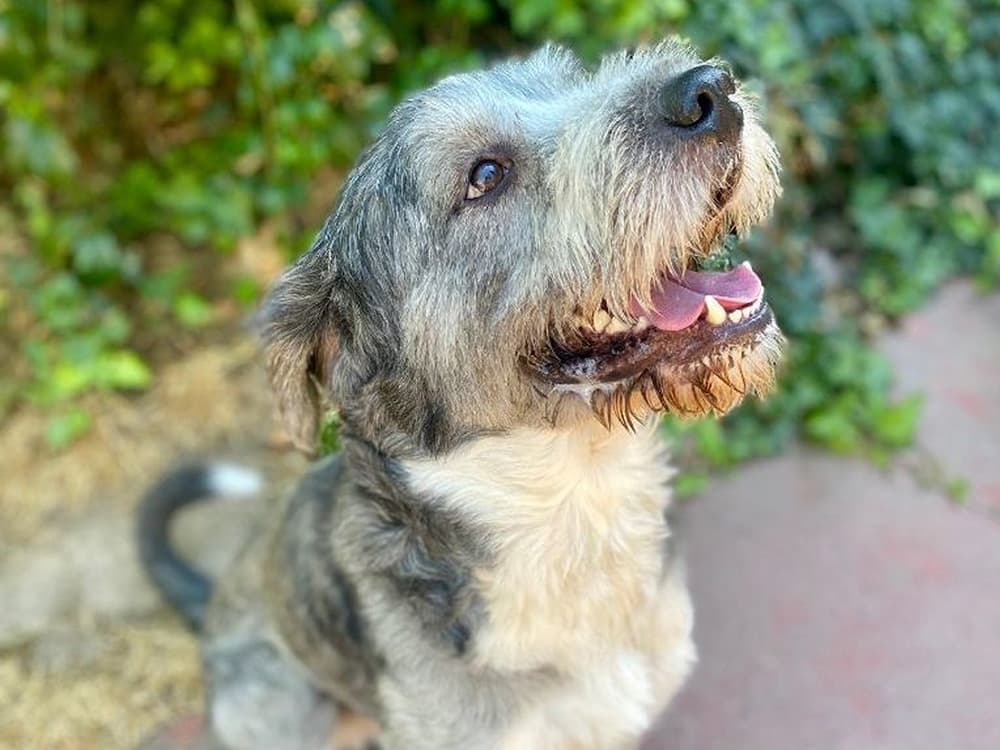 old english sheep dog mix