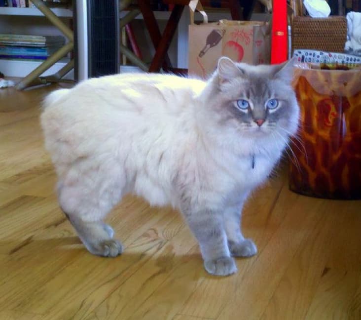 A Cymric cat standing on the floor.