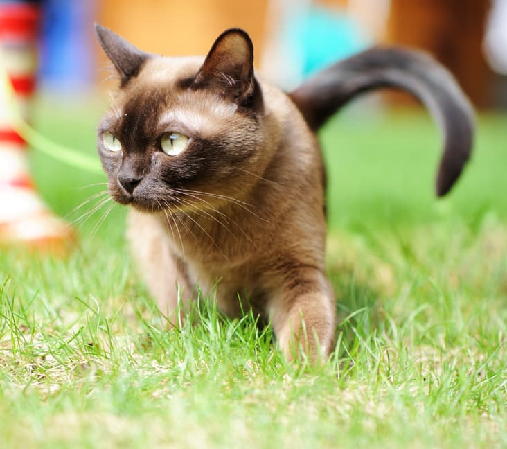 An European Burmese cat walking in the grass.
