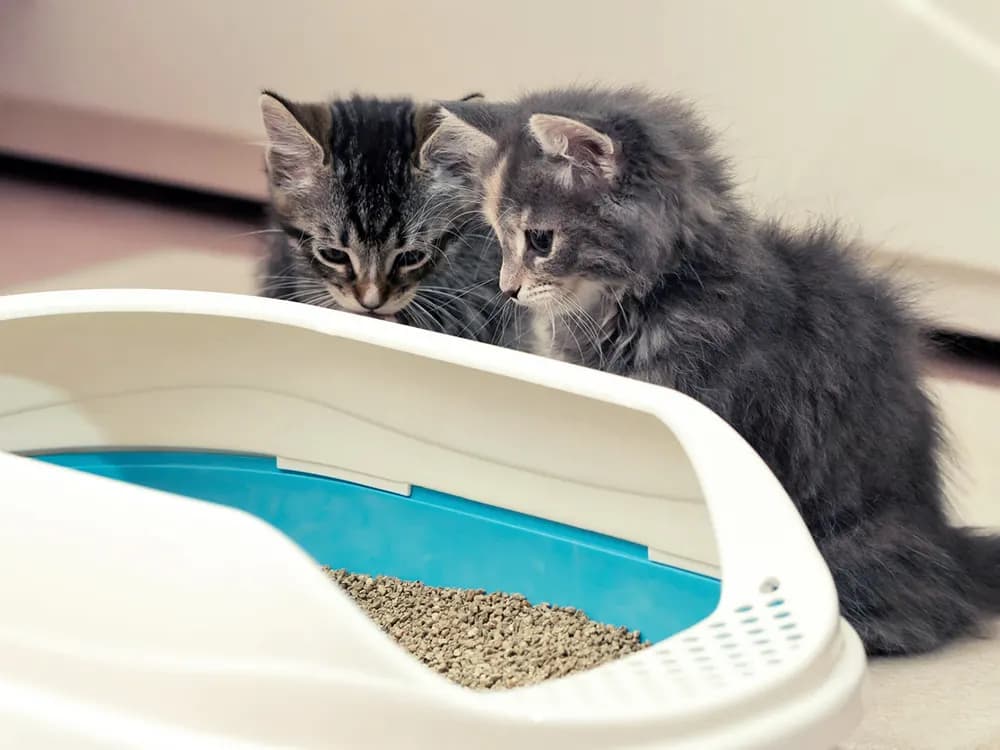 two kittens sitting outside of a litterbox