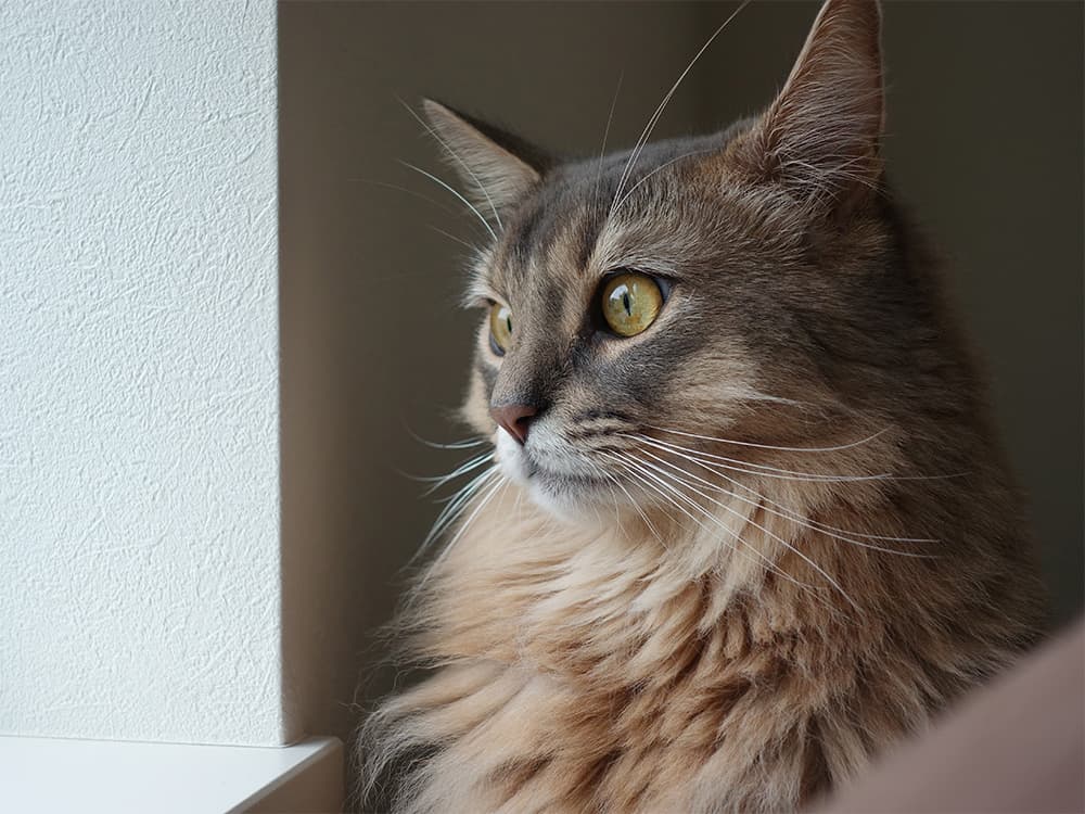 Somali cat