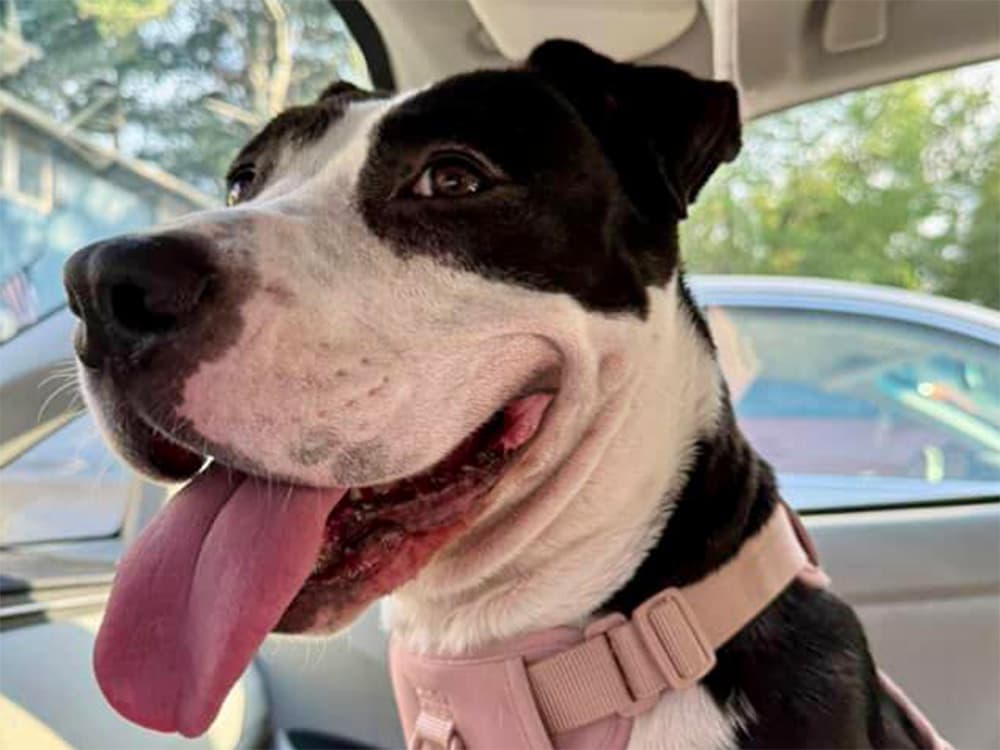 Black and white shelter dog on a slumber party / doggie day out