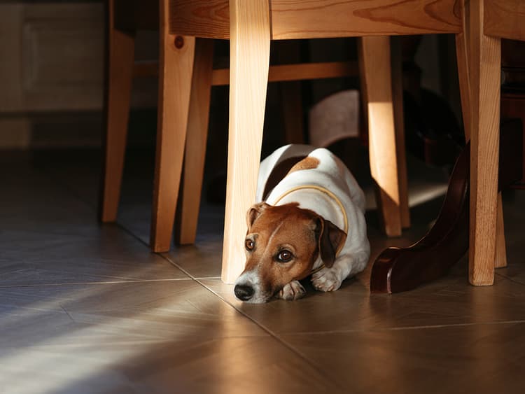 Distemper in Dogs: Symptoms, Treatment, and Prevention