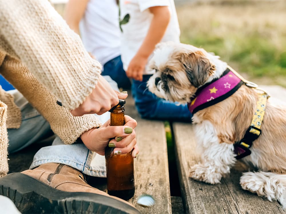 Are Hops Poisonous to Dogs?