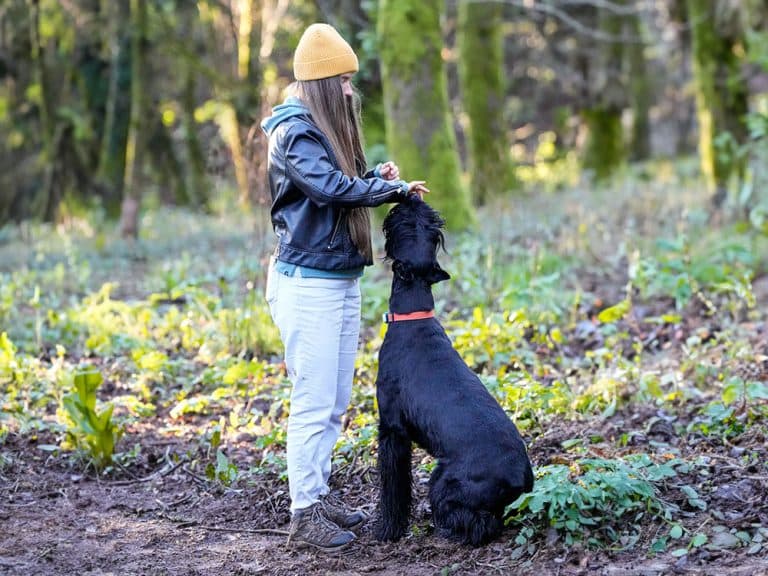 giant schanuzer with woman in woods