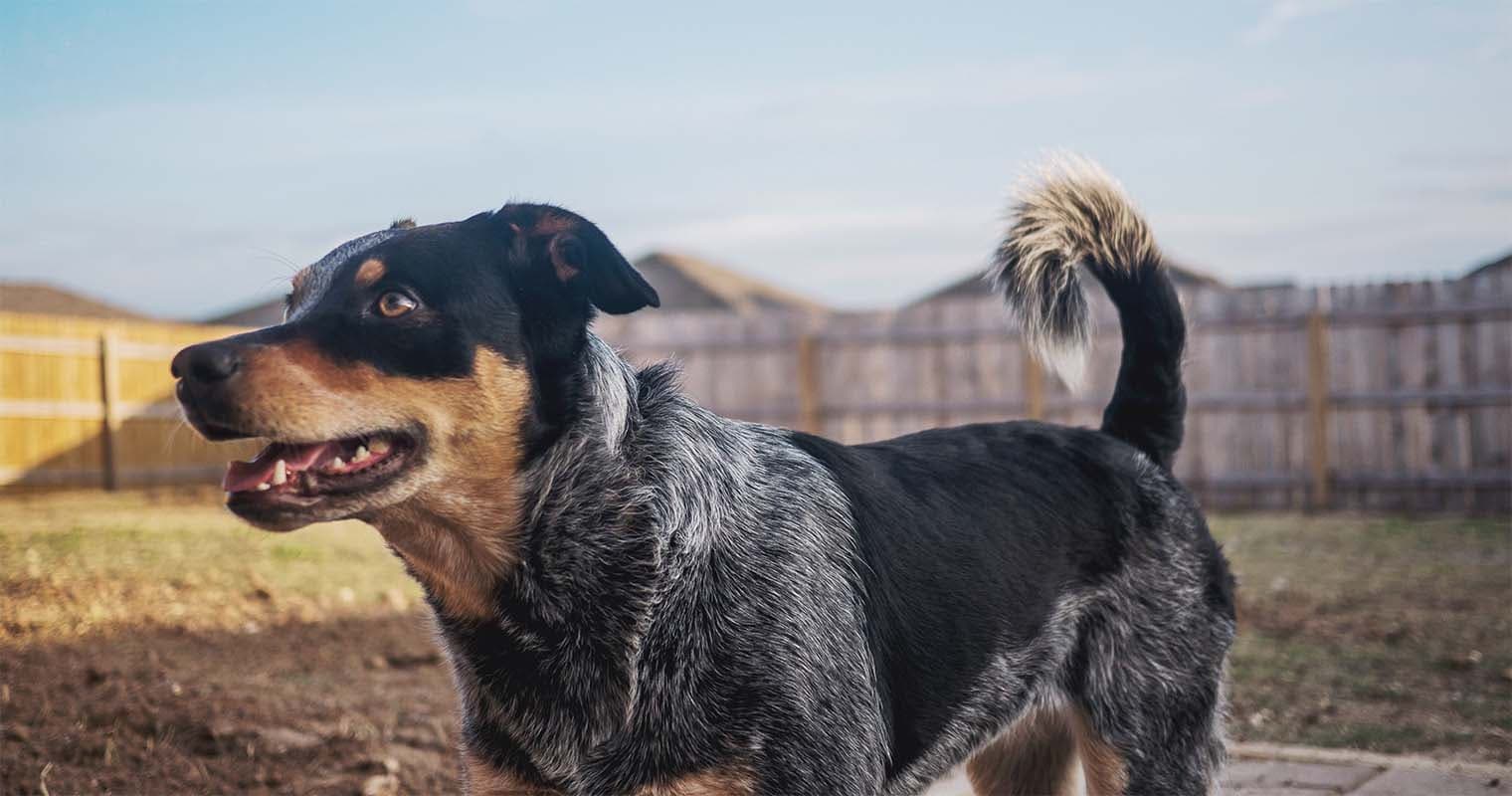 How Long Does It Take an Australian Cattle Dog to Get Used to a New Home?