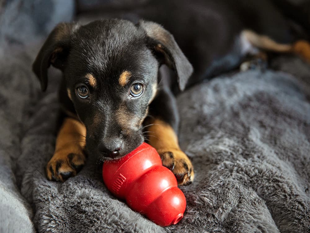 What to Do (and Not Do) When Your Puppy Is Teething