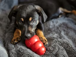 What to Do (and Not Do) When Your Puppy Is Teething