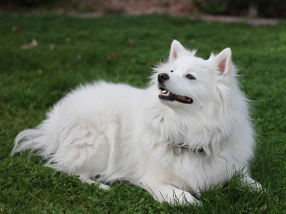 American Eskimo