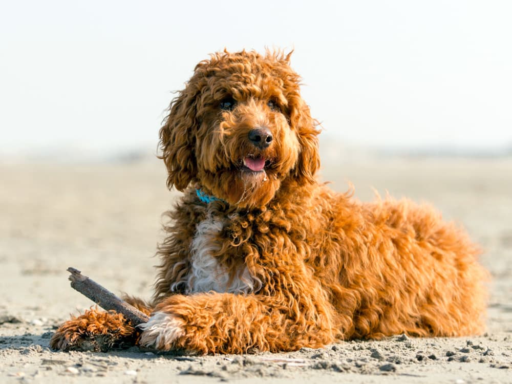 Irish doodle dog